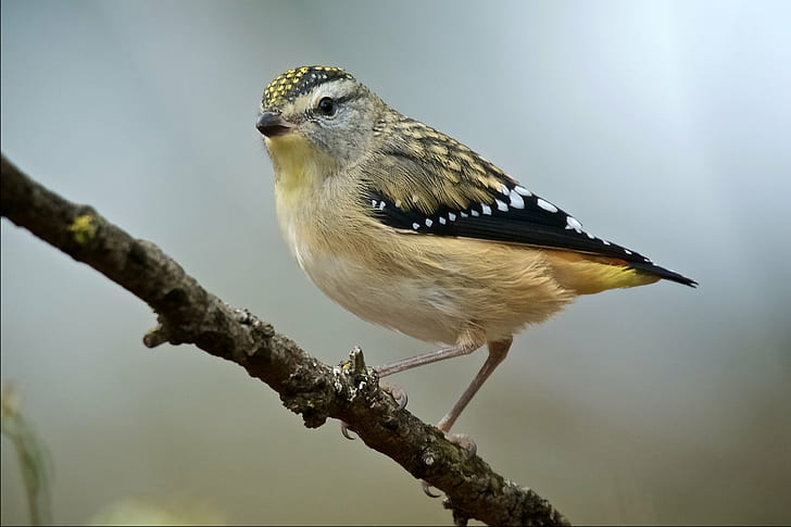 selective focus wildlife photography of short-beak bird perching on branch, spotted pardalote, spotted pardalote, HD wallpaper