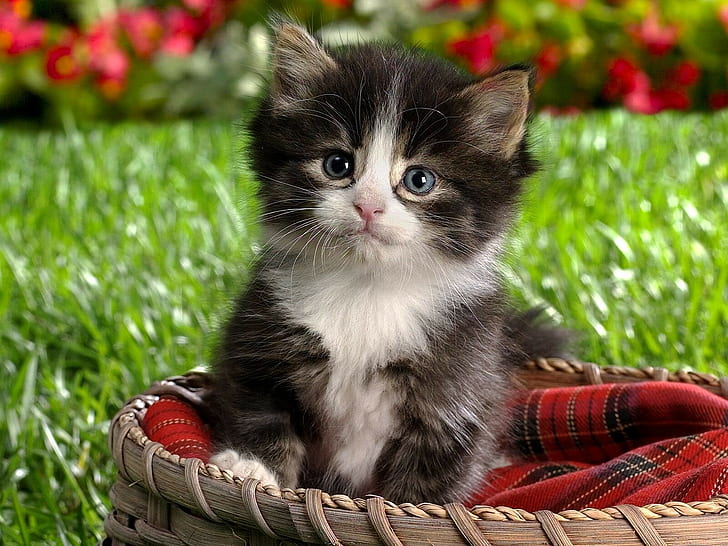 baskets, animals, kittens, cat