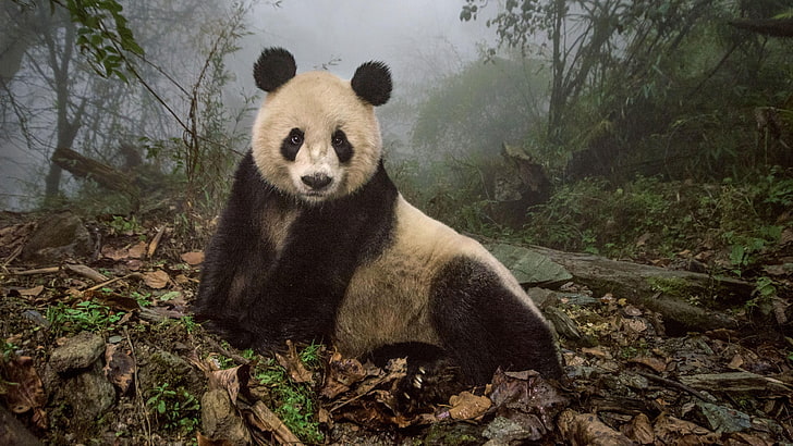 wildlife, china, wenchuan, sichuan, wolong, giant panda nature reserve, HD wallpaper