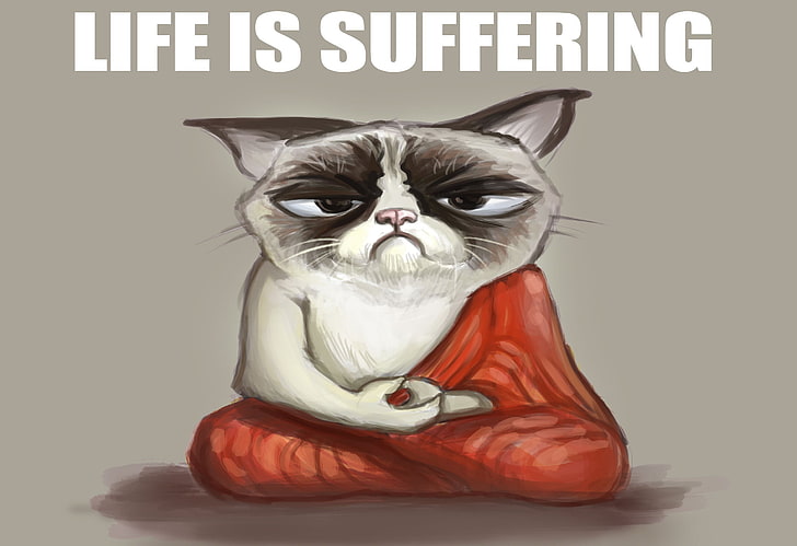 cat, funny, grumpy, humor, meme, quote, HD wallpaper
