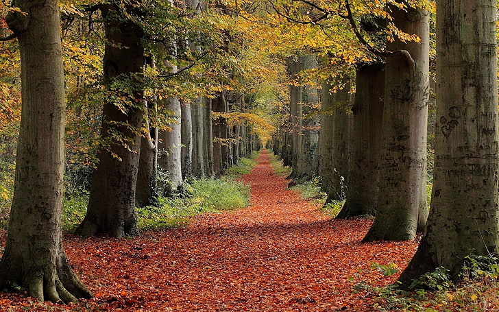 yellow leafed trees, nature, landscape, red, leaves, path, fall, HD wallpaper