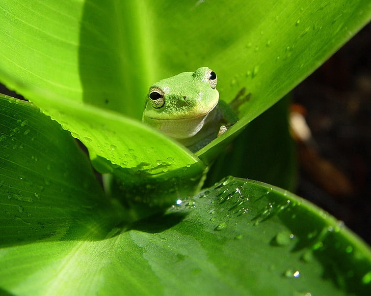 green frog, leaves, drops, moisture, muzzle, amphibian, nature, HD wallpaper