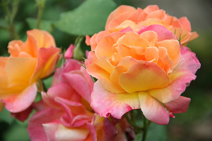 close up photography of orange and pink petaled flower, La belle saison, HD wallpaper