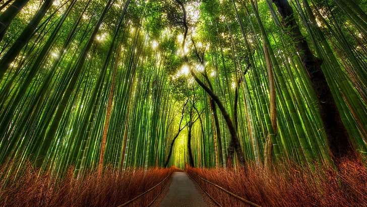green trees, bamboo, forest, HDR, plant, beauty in nature, land, HD wallpaper