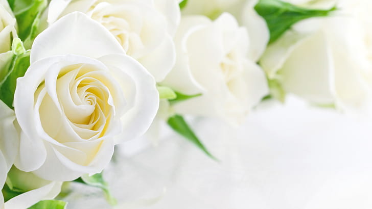 White Rose, white roses, HD wallpaper