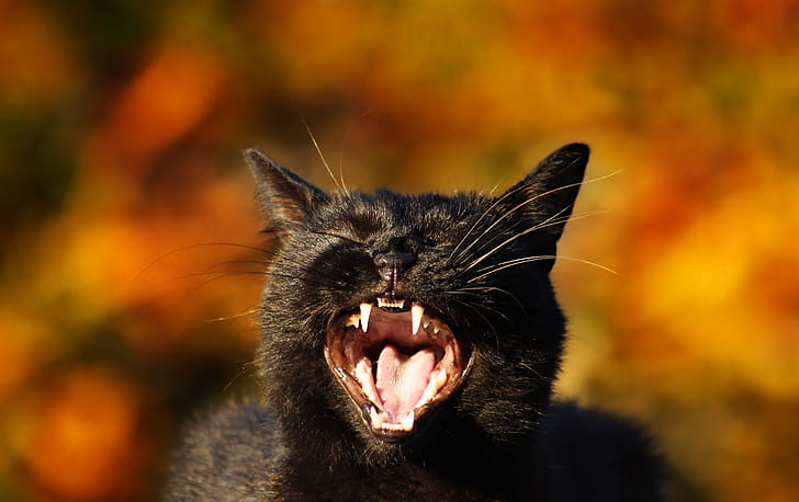cat, background, mouth, fangs, face, bokeh, black cat, Meow!, HD wallpaper