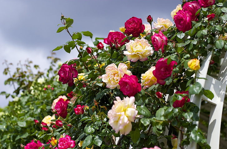 white and red flowers, roses, flowering, garden, sky, beautifully, HD wallpaper