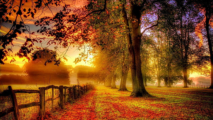 fence, nature, autumn, leaf, fall, deciduous, sunlight, tree, HD wallpaper
