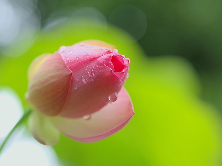 Pink lotus flower bud close-up, dew