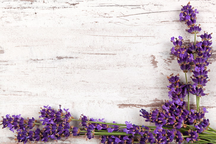 branches, wood, flowers, lavender, flowering plant, purple, HD wallpaper
