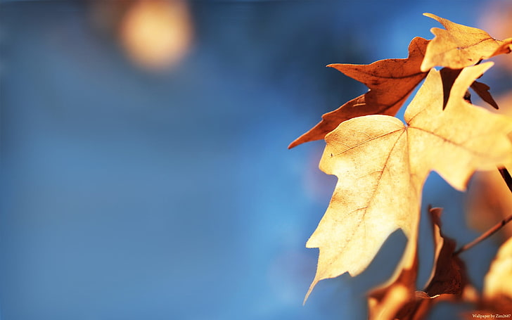 brown dried maple leaf, fall, depth of field, leaves, macro, nature, HD wallpaper