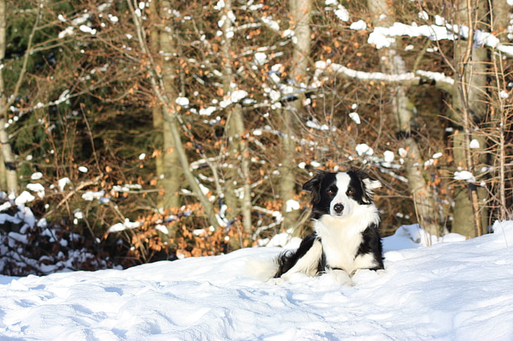 dog, snow, Border Collie, trees, one animal, winter, canine, HD wallpaper