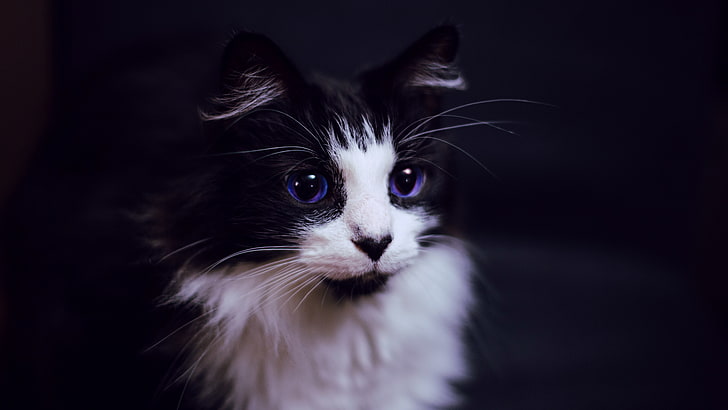 blue eyes, whiskers, Paul Hanaoka, cat, one animal, pets, animal themes, HD wallpaper