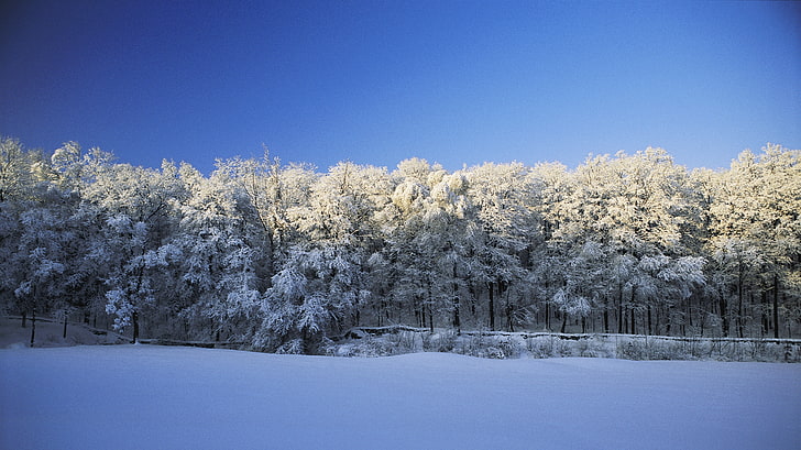 green tree, winter, snow, nature, trees, landscape, cyan, blue, HD wallpaper