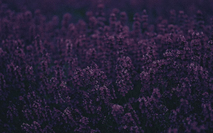 nature, purple flowers, lavender, herbarium, landscape, photography