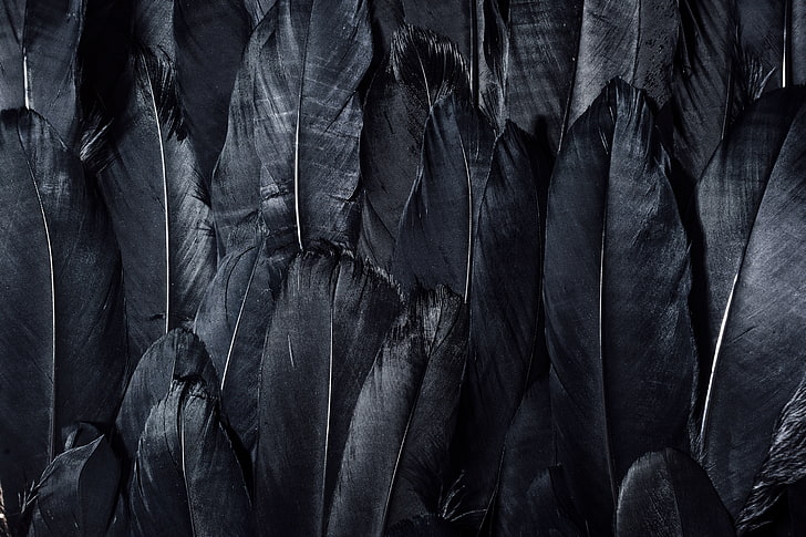 black feathers, dark, nature, backgrounds, pattern, abstract, HD wallpaper