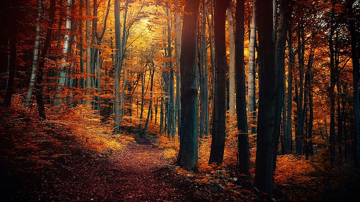Autumn forest trees, leaves, yellow orange, path, nature scenery