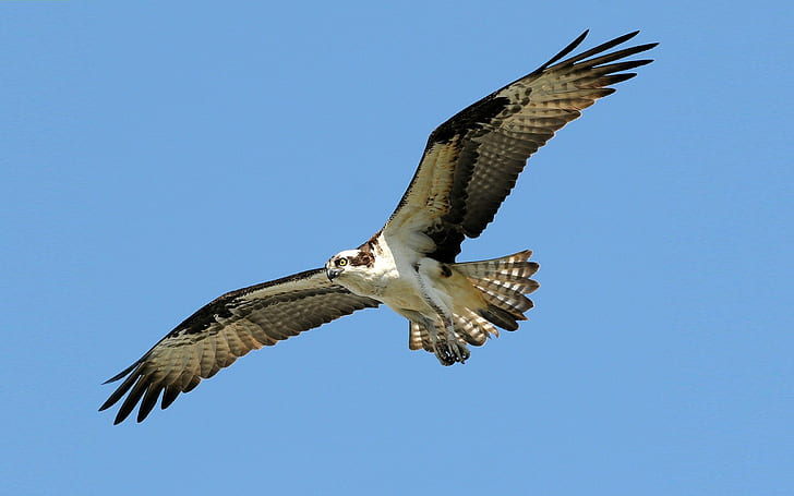 Osprey (pandion Haliaetus) Flight Over Lake Wylie, South Carolina Desktop Wallpaper 2560×1600