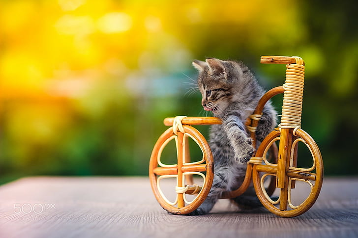 HD wallpaper: Cats, Baby Animal, Bicycle, Cute, Kitten | Wallpaper Flare