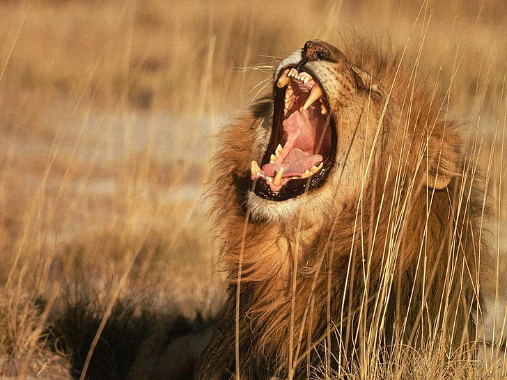 brown lion, animals, animal themes, mouth, one animal, mouth open