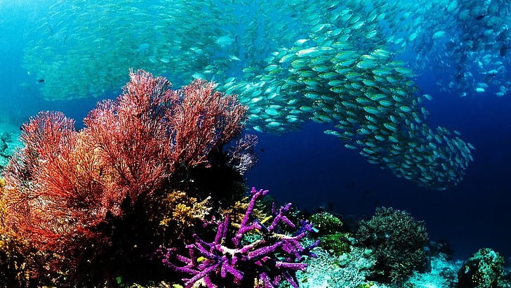 HD wallpaper: coral, sea, fish, underwater, undersea, sea life, animals in  the wild | Wallpaper Flare