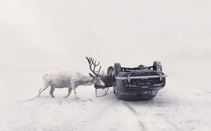 car, vehicle, winter, animals, accidents, deer, snow, Martin Stranka, HD wallpaper