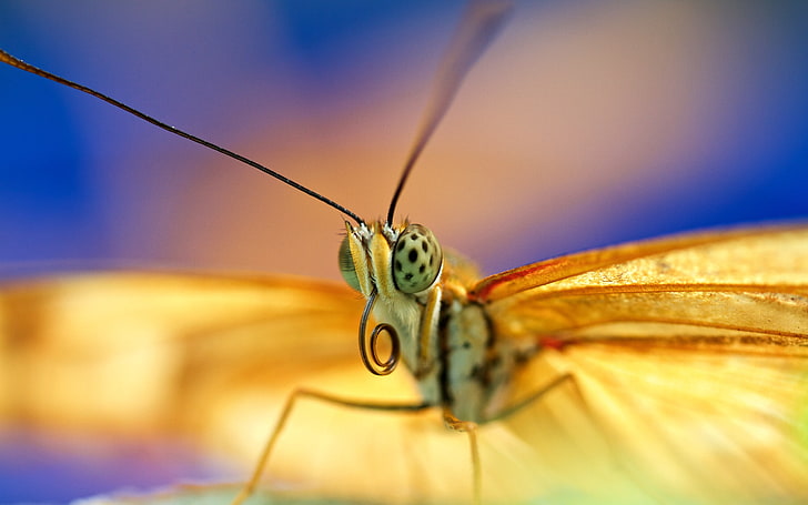 animals, lepidoptera, macro, insect, invertebrate, close-up, HD wallpaper