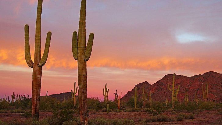 national park, saguaro cactus, arizon, tucson, saguaro national park, HD wallpaper