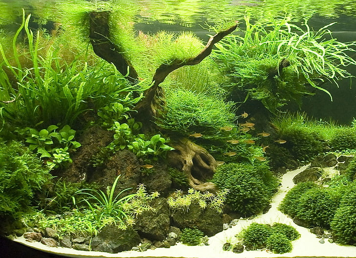 green plant, fish, aquarium, plants, nature, underwater, tropical Climate, HD wallpaper