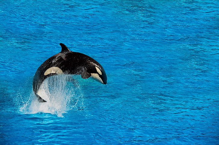 killer whale, Animal, Orca, HD wallpaper