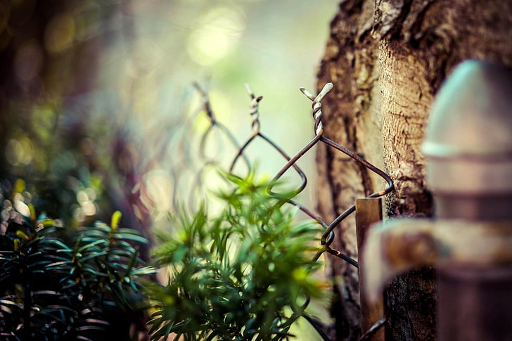 gray steel chain link fence, selectric photography of green leaf plant
