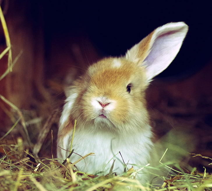 animals, rabbits, rabbit - animal, one animal, mammal, grass, HD wallpaper