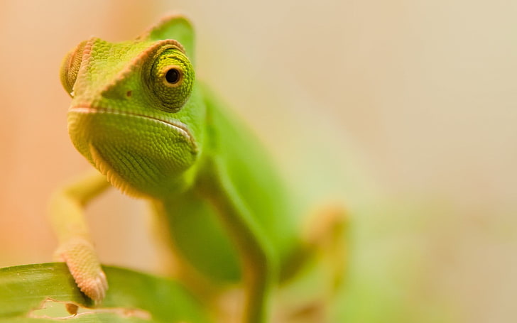 chameleon, animals, chameleons, macro, reptile, nature, wildlife, HD wallpaper