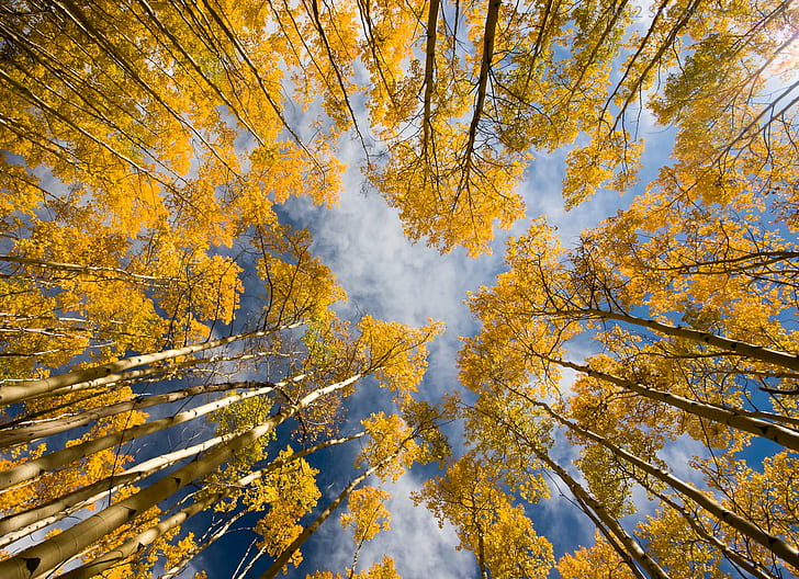 low angle photo of yellow leaf trees during daytime, Splendour