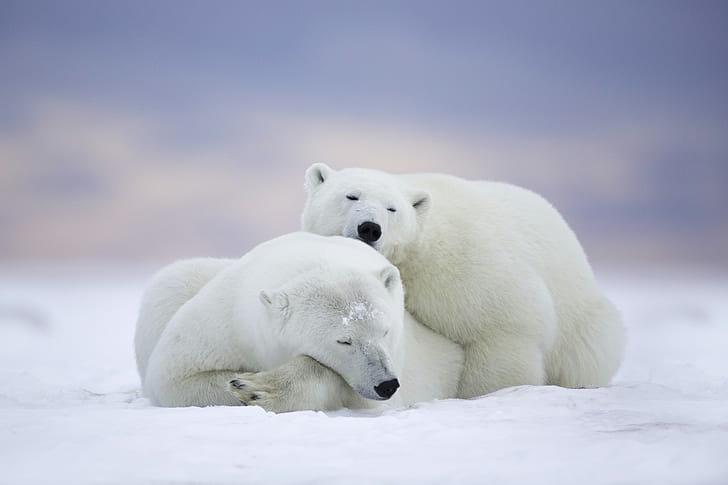 polar bear, animals, cute, hd, 4k, 5k, cold, snow, cold temperature, HD wallpaper