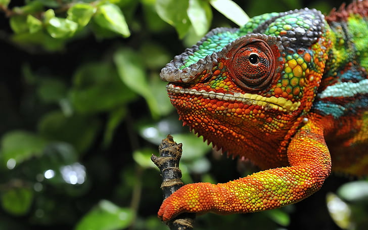 chameleons, reptiles, colorful, HD wallpaper