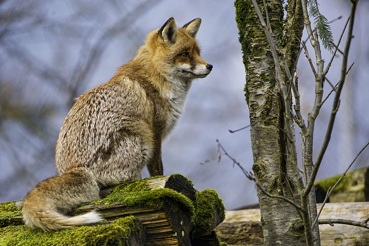 beige and brown fox sitting on log near tree, vixen, vixen, Pretty