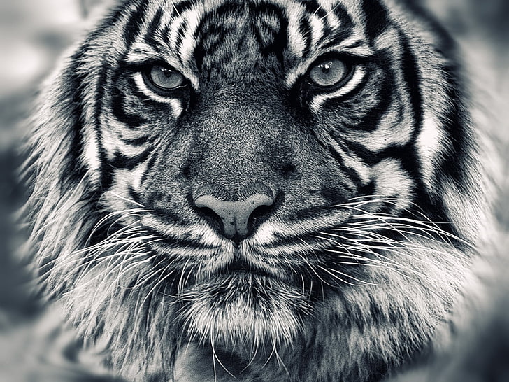 tiger face, animals, monochrome, wildlife, carnivore, mammal