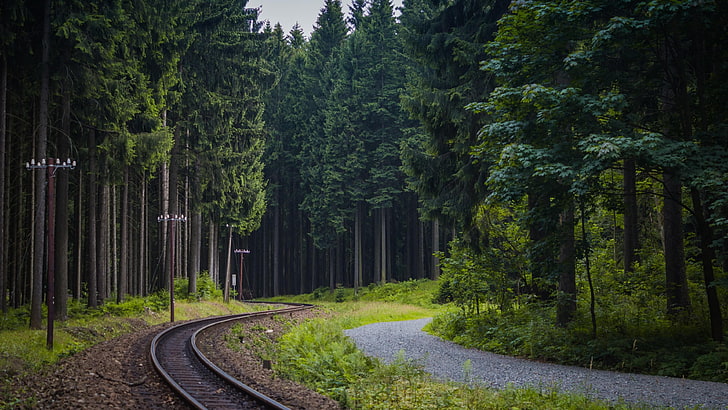 tracks, train, forest, path, tree, woodland, road, fir forest, HD wallpaper