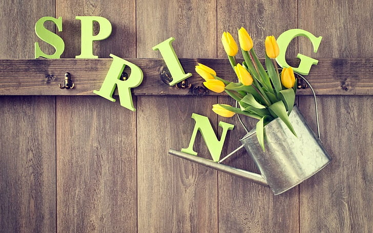 Spring Tulips Watering, HD wallpaper