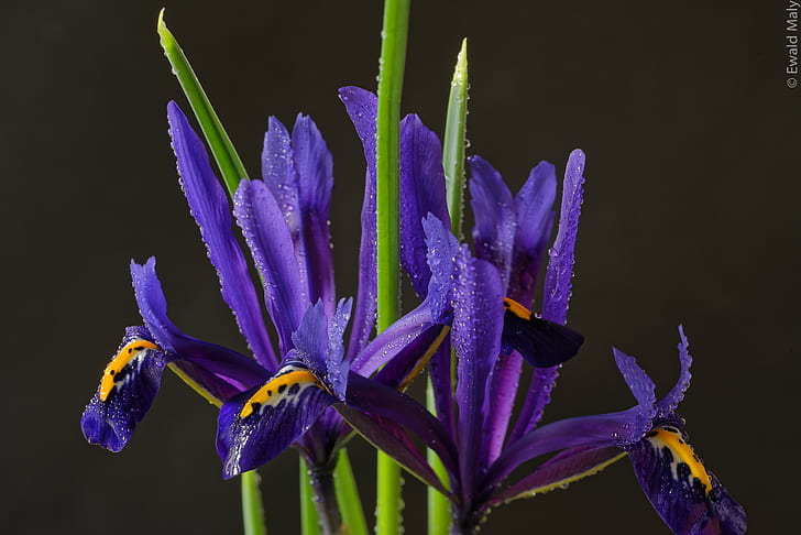 selective photography of purple petaled flower, Iris, Austria, HD wallpaper