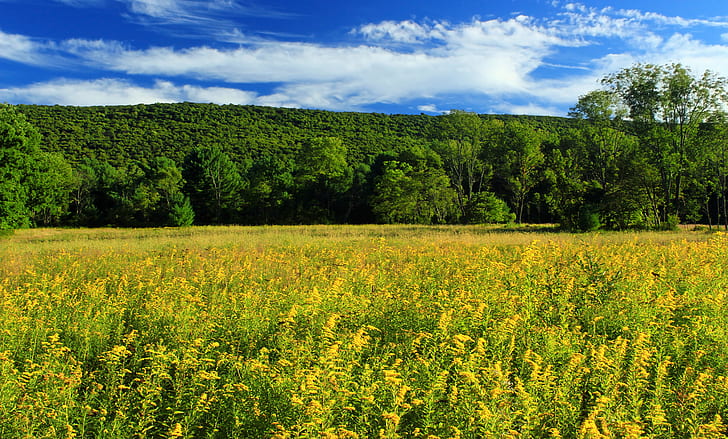 green grass, Glade, Pennsylvania, Monroe County, State Game Lands, HD wallpaper