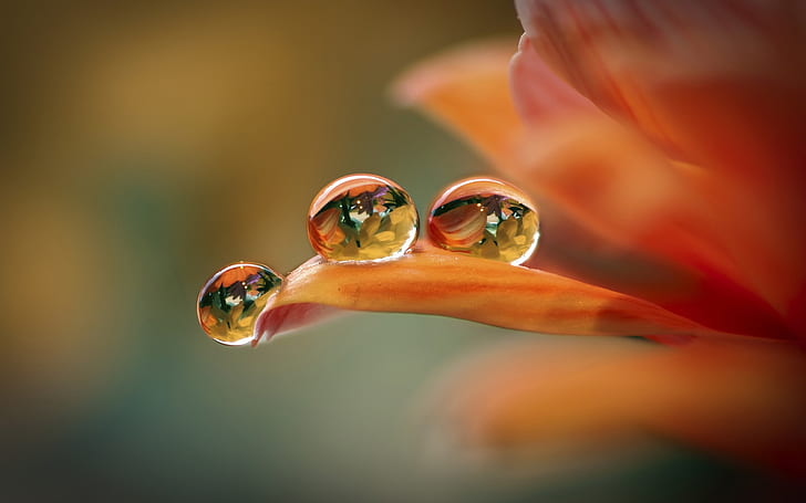 Orange flower macro, petals, water drops