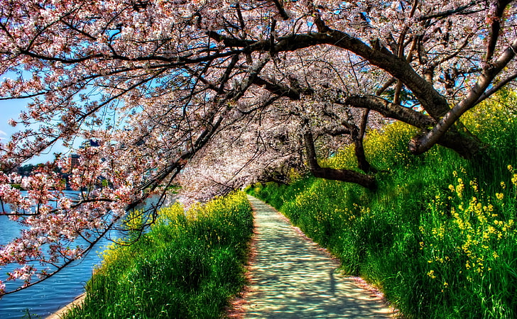 Cherry Blossom Tunnel, cherry blossom tree, Seasons, Spring, Blue, HD wallpaper