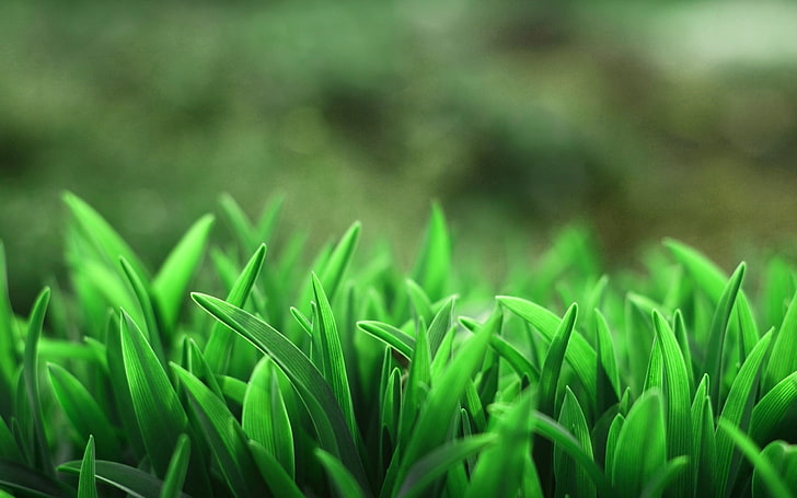 green leafed plants, selective focus photo of green leaf plants, HD wallpaper