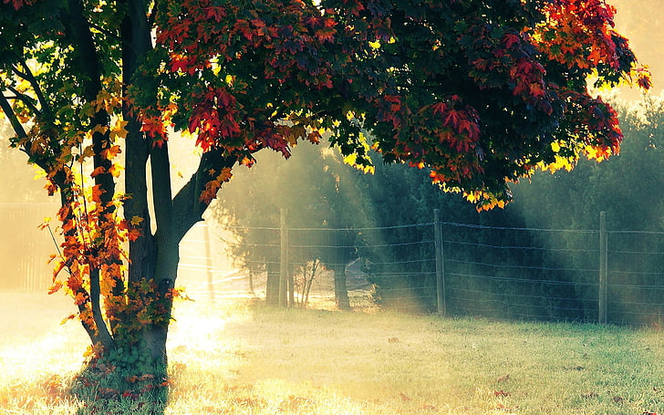 green and red leafed tree, trees, fence, sunlight, landscape, HD wallpaper