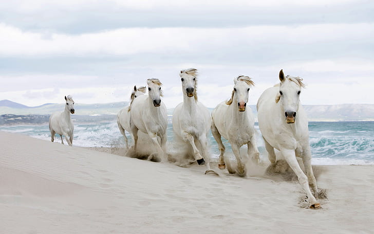 White horses running on the beach, baby, tiger, animals, HD wallpaper