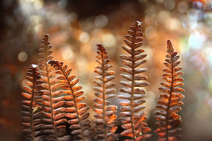 focus photo of brown plant, leaves, bokeh, macro, fall, sunlight, HD wallpaper