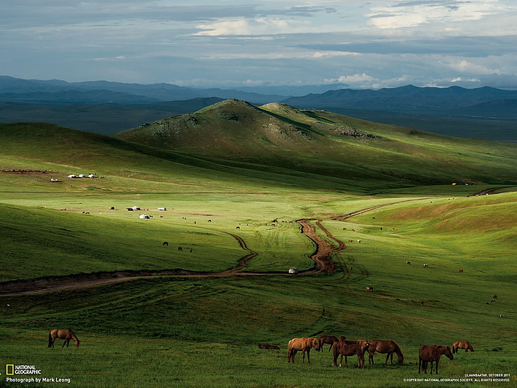 Horses Mongolian Steppe-National Geographic wallpa.., brown horses, HD wallpaper