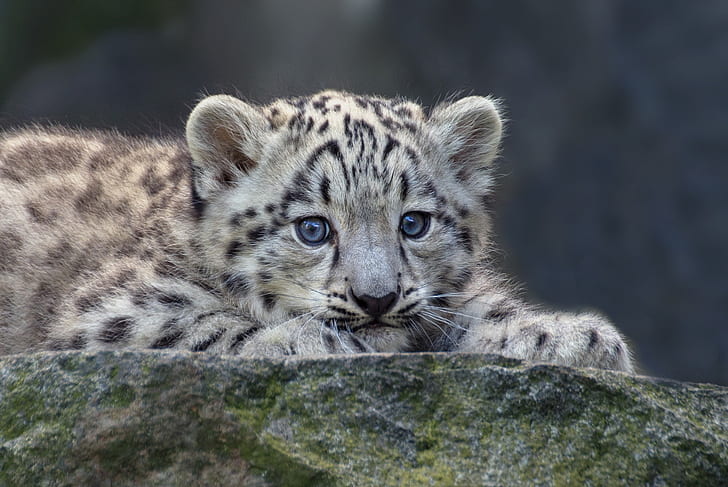 Cats, Snow Leopard, Baby Animal, Cub, Wildlife, HD wallpaper